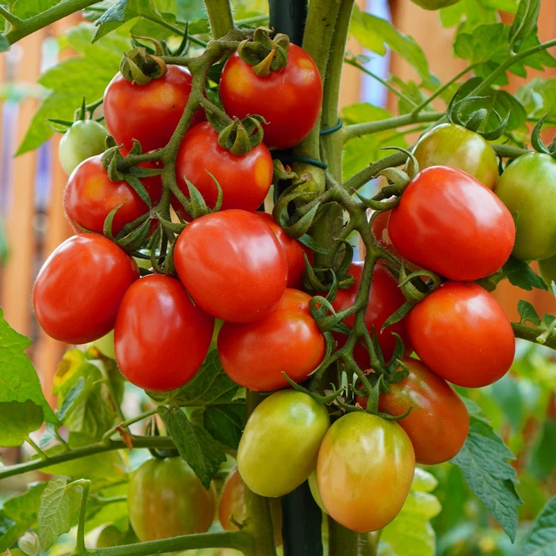 German Lunchbox Bio-Tomatensamen