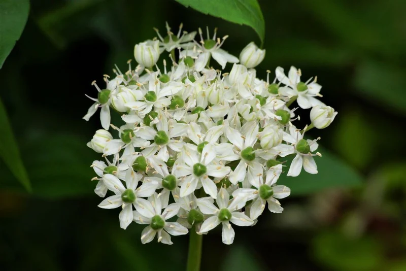 Allium nigrum (A9010) "Bio"