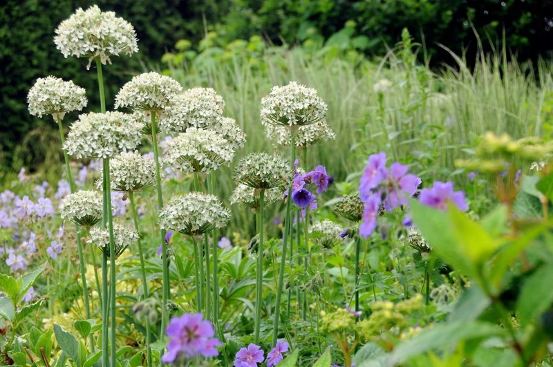 Allium nigrum (A9010) "Bio"