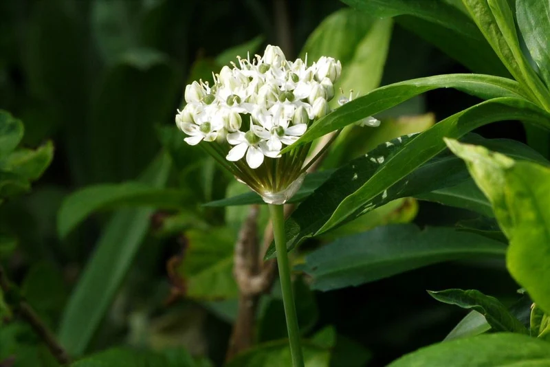 Allium nigrum (A9010) "Bio"