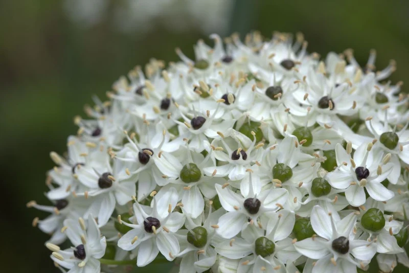 Allium nigrum (A9010) "Bio"