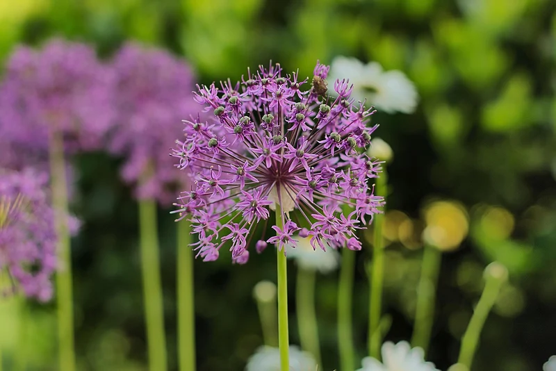 Allium Purple Sensation (A9006) "Bio"
