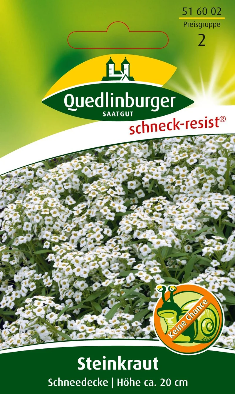 Steinkraut Schneedecke Saatgut