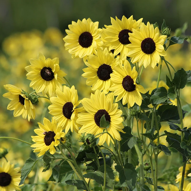 Sonnenblume - Soluna Lemon FSN