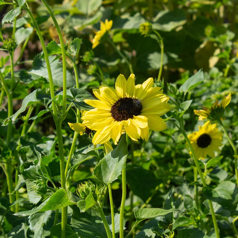Sonnenblume - Soluna Lemon FSN