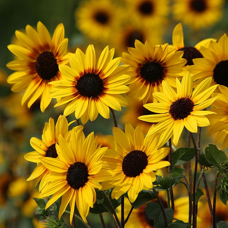 Sonnenblume - Soluna Gold