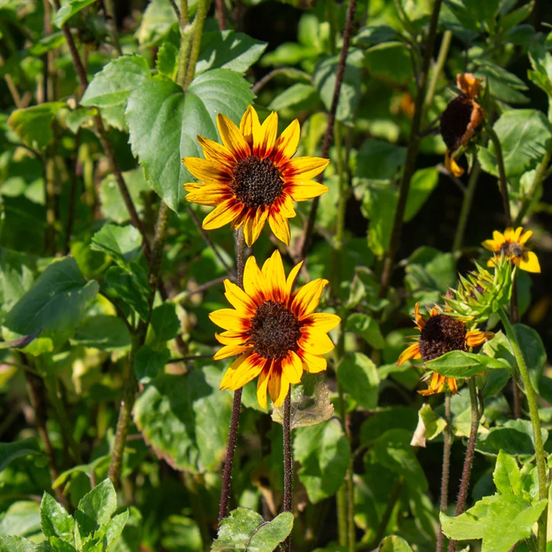 Sonnenblume - Soluna Gold