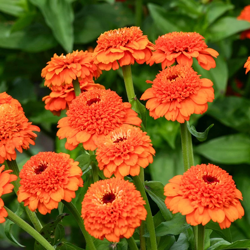 Zinnie - Zinderella Orange