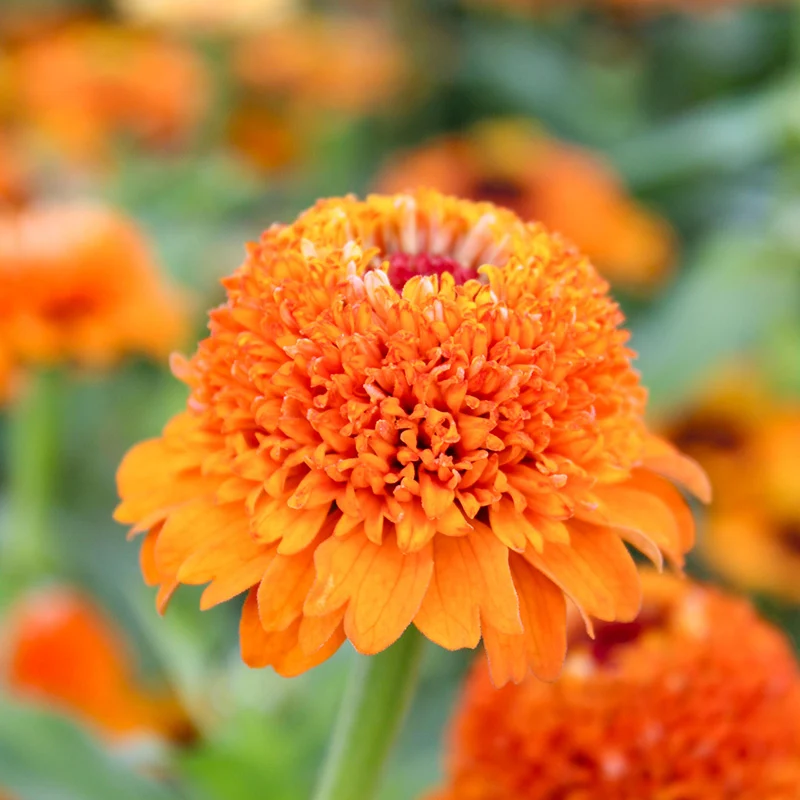 Zinnie - Zinderella Orange
