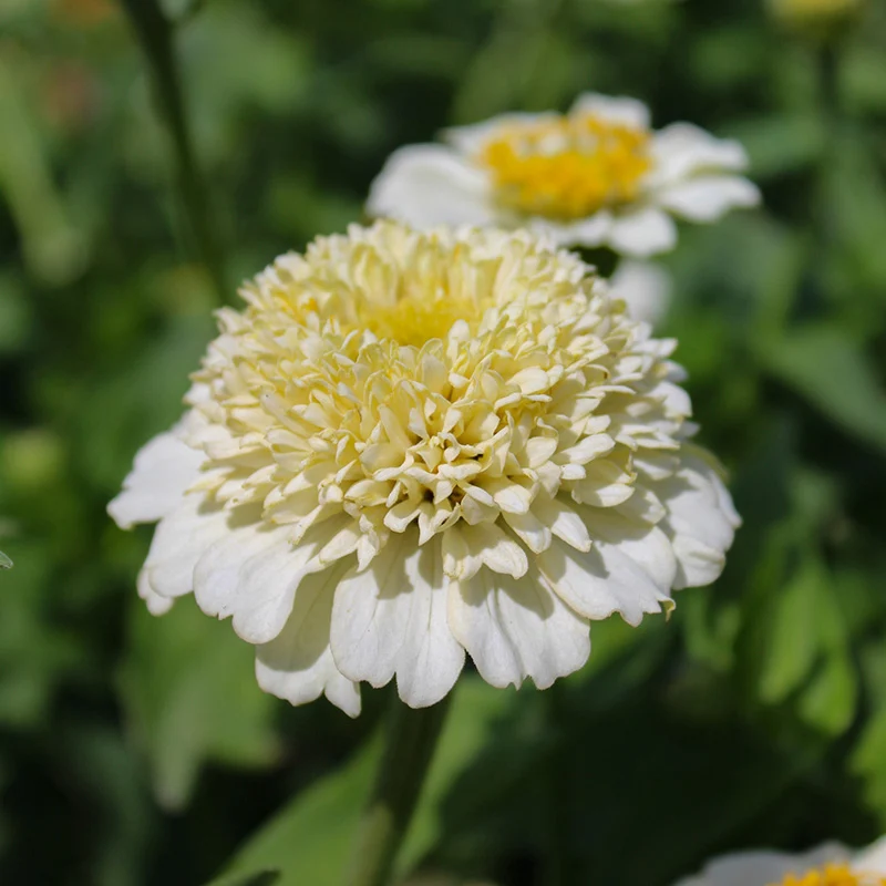 Zinnie - Zinderella White