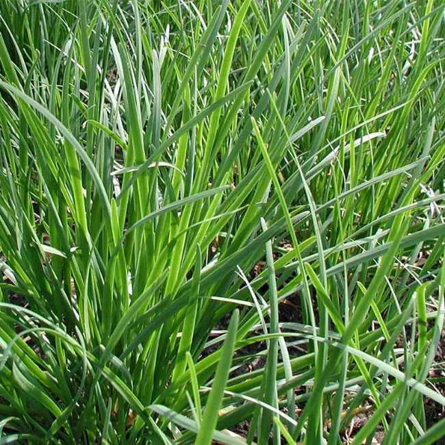 Chives: Garlic Organic Seed