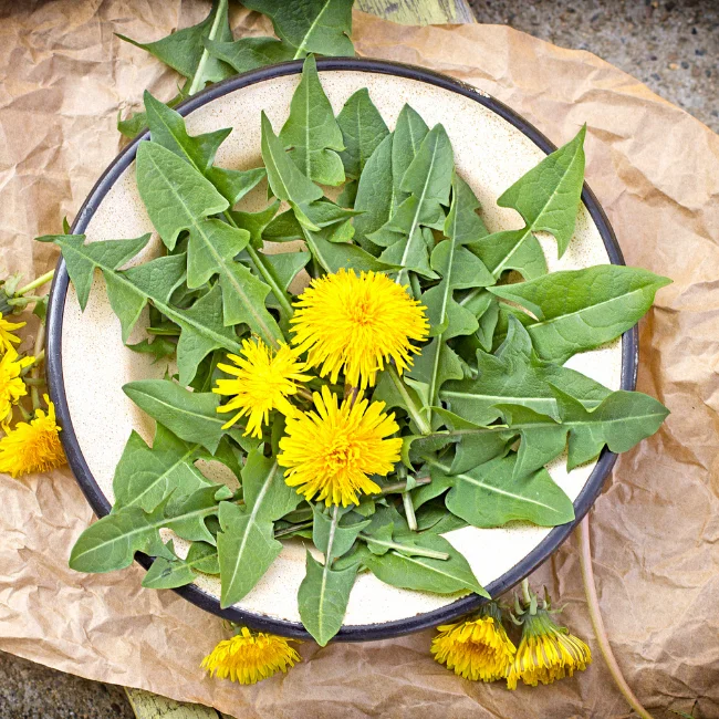 Dandelion Organic Seed