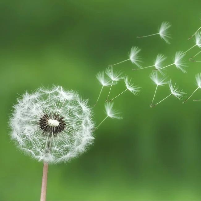 Dandelion Organic Seed