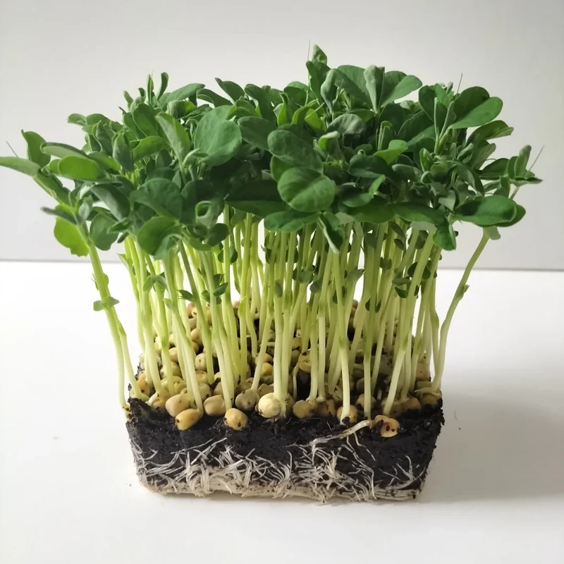Organic Microgreen Seed: Affila Pea