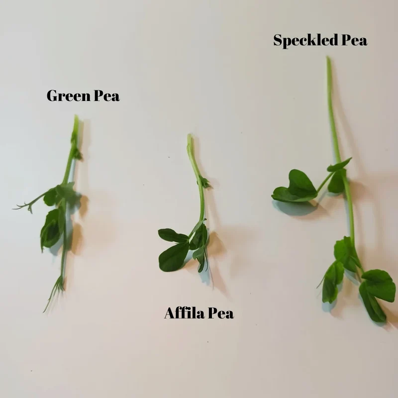 Organic Microgreen Seed: Affila Pea