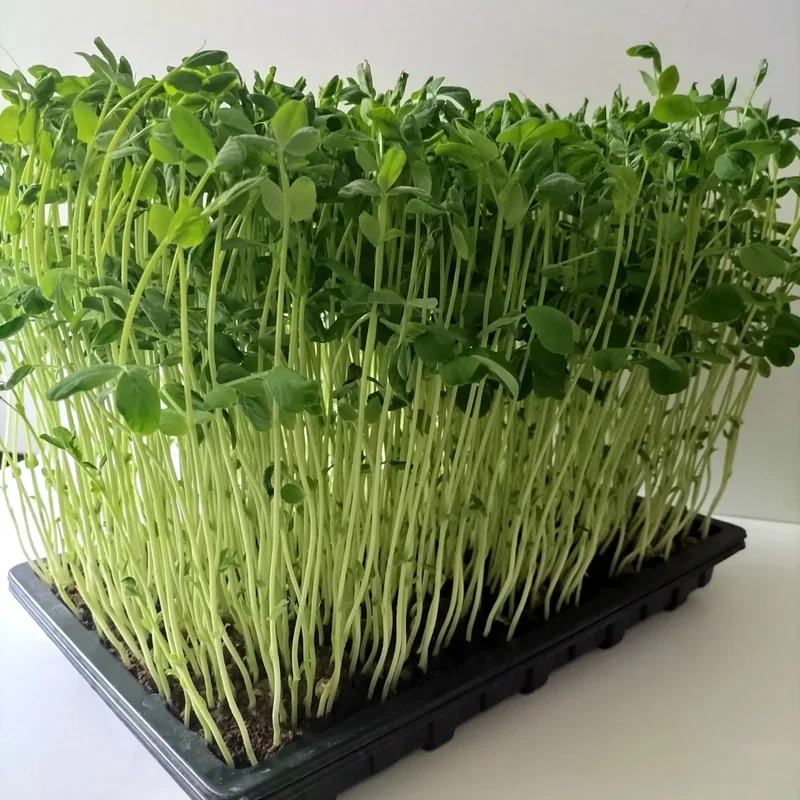 Organic Microgreen Seed: Speckled Pea