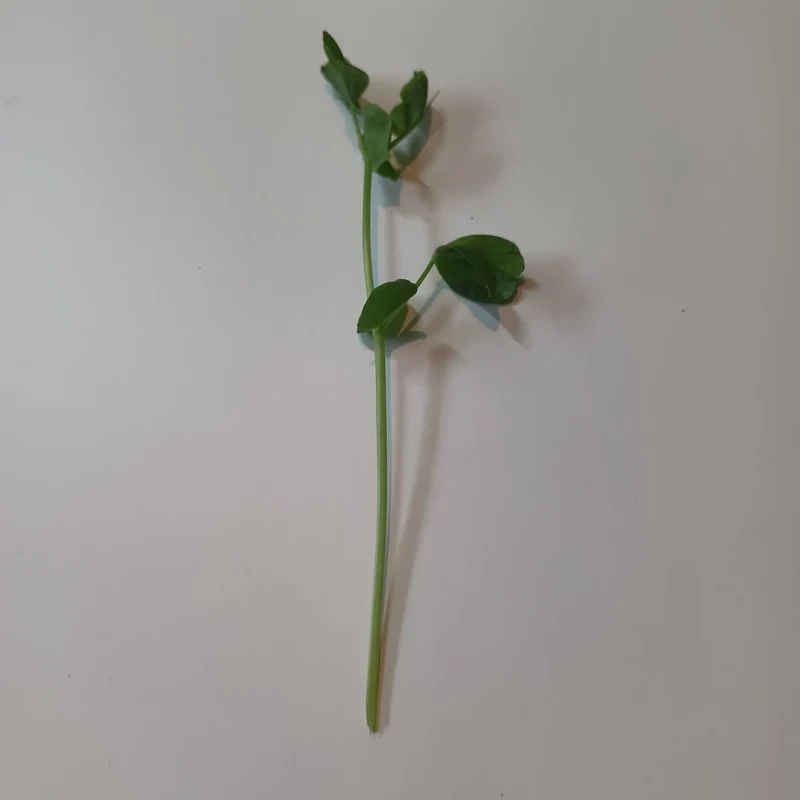 Organic Microgreen Seed: Speckled Pea