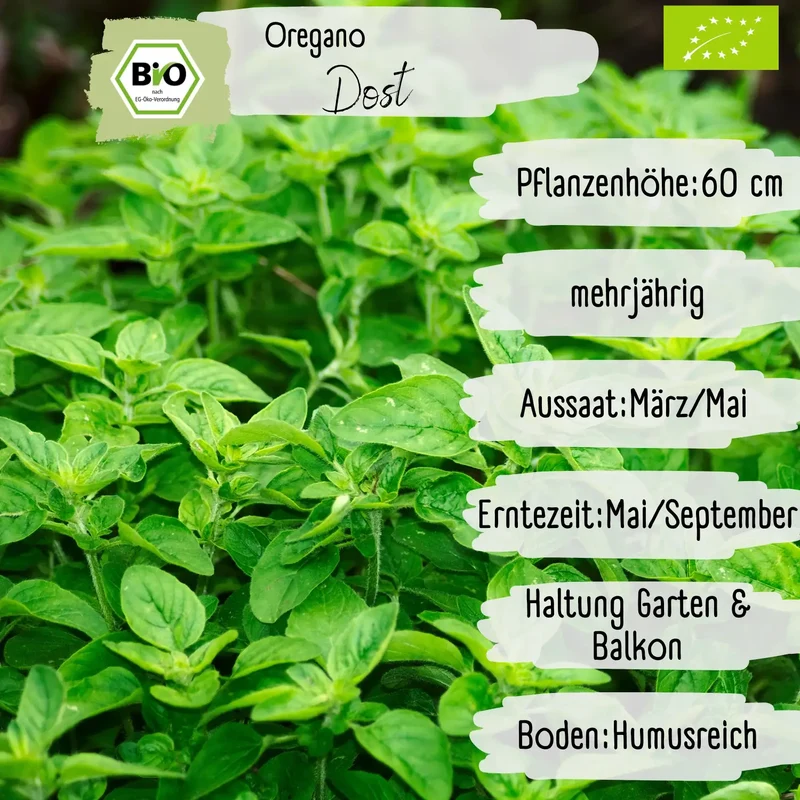 Bio Oregano Samen