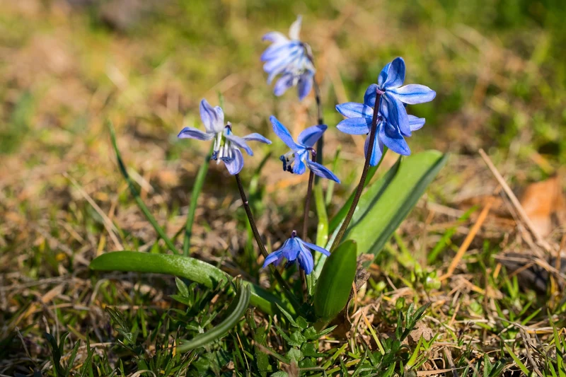 Sibirischer Blaustern (Scilla Siberica) (A9012) "Bio"