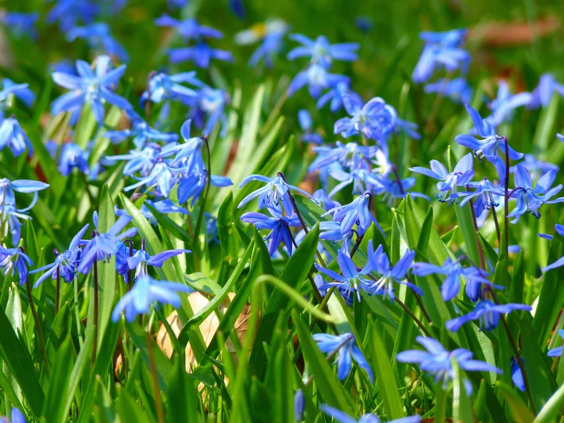 Sibirischer Blaustern (Scilla Siberica) (A9012) "Bio"