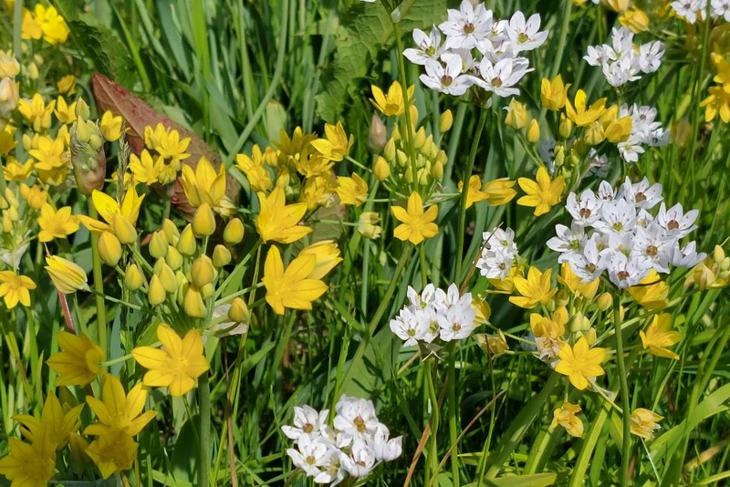 Allium Mix (A9056-50) "Bio"