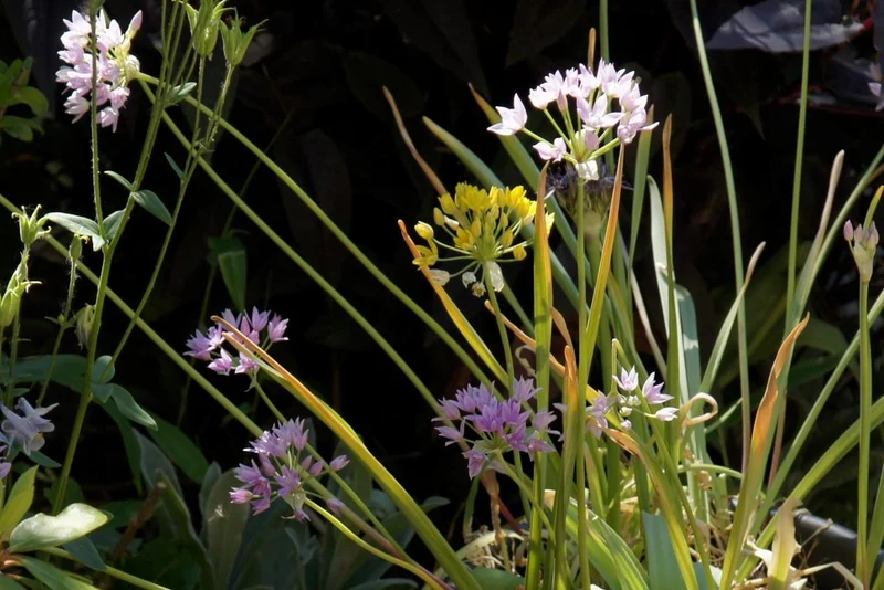 Allium Mix (A9056-50) "Bio"
