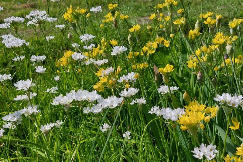 Allium Mix (A9056-50) "Bio"