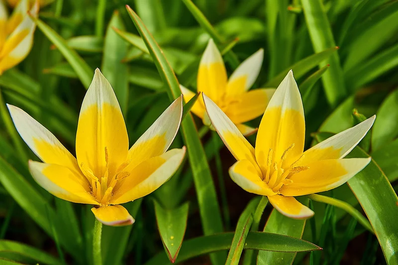 Tulipa Tarda (A1012) "Bio"
