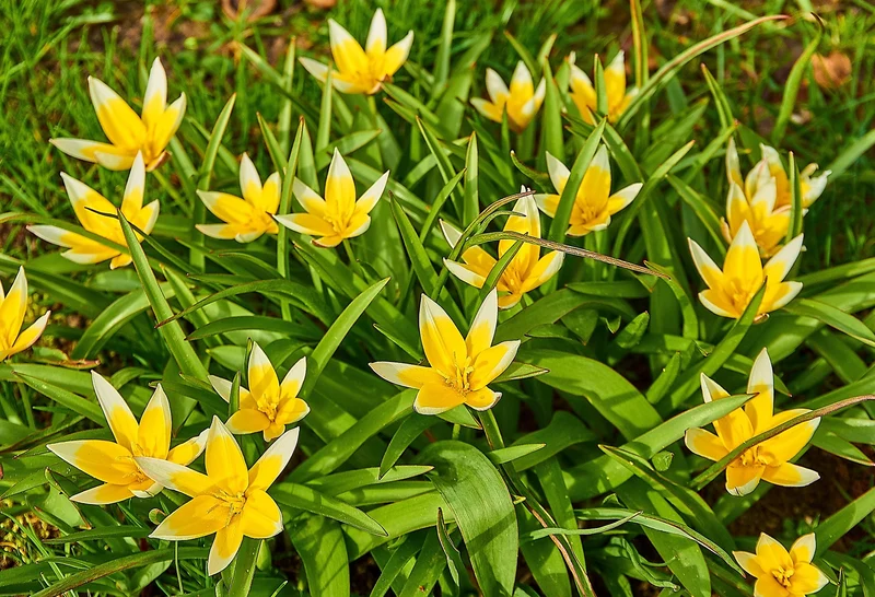 Tulipa Tarda (A1012) "Bio"