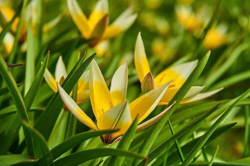 Tulipa Tarda (A1012) "Bio"