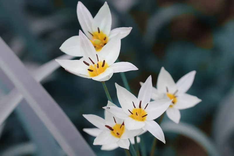 Felsentulpe (Tulipa Saxatilis) (A1091-10) "Bio"