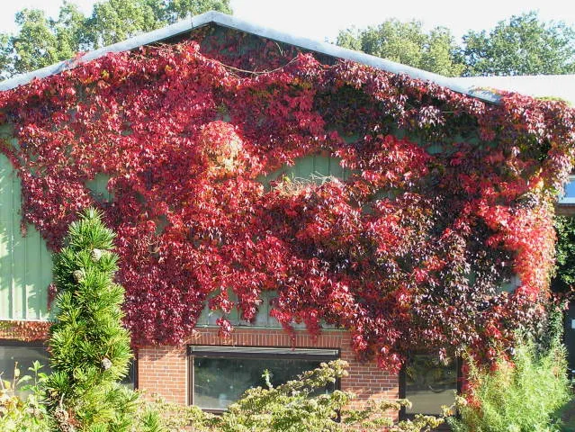 Selbstklimmender Wein (Parthenocissus tricuspidata Veitchii)