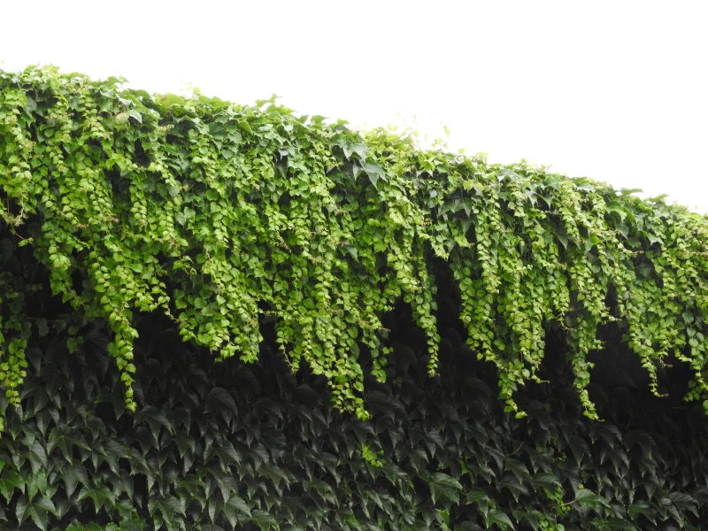 Selbstklimmender Wein (Parthenocissus tricuspidata Veitchii)