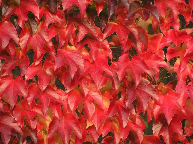 Selbstklimmender Wein (Parthenocissus tricuspidata Veitchii)
