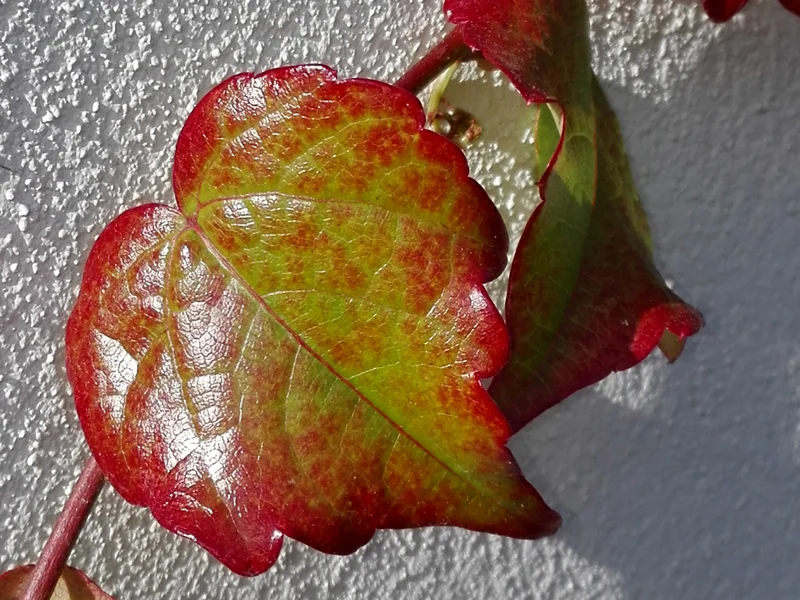 Selbstklimmender Wein (Parthenocissus tricuspidata Veitchii)