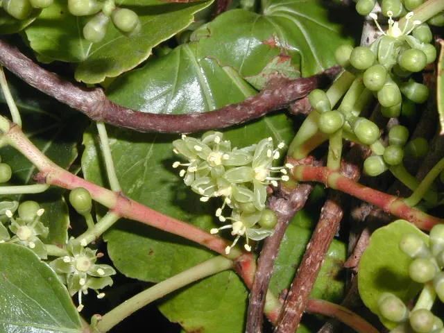 Selbstklimmender Wein (Parthenocissus tricuspidata Veitchii)