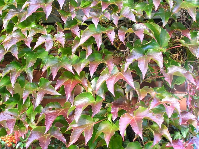 Selbstklimmender Wein (Parthenocissus tricuspidata Veitchii)