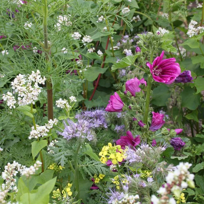 Organic Wildflower Seed