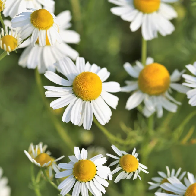 Chamomile: German Organic Seed