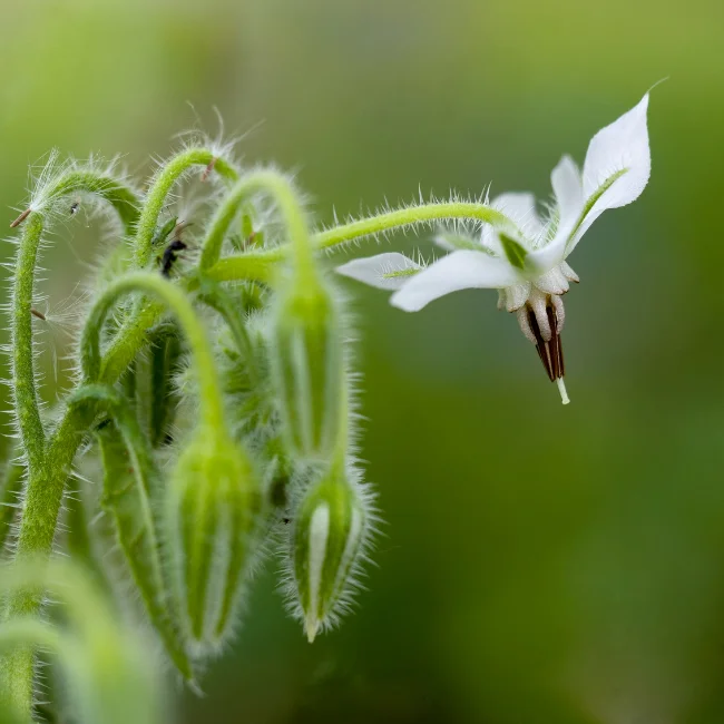 Borage: White Organic Seed