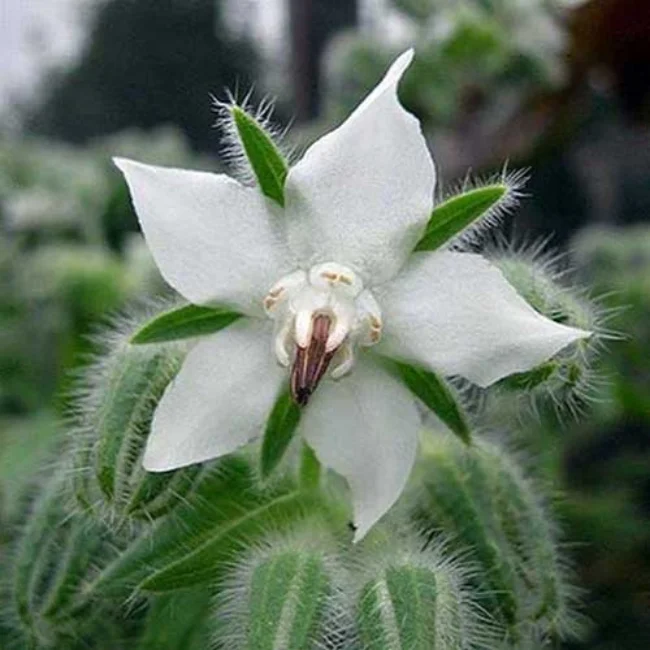 Borage: White Organic Seed