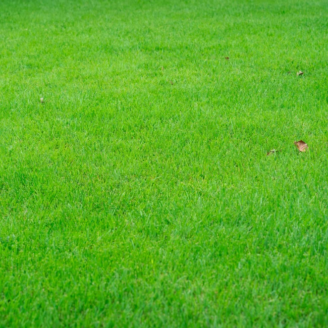 Premium Lawn Seed