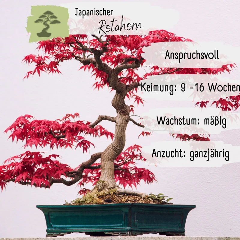 Japanische Rotahorn Samen