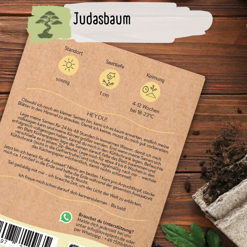 Judasbaum Samen