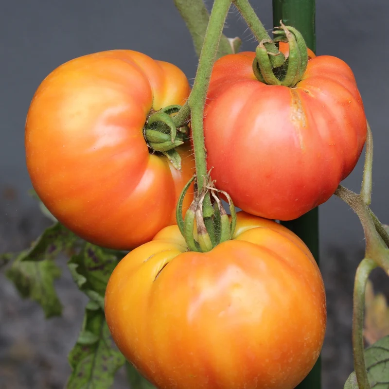 Striped German Bio-Tomatensamen