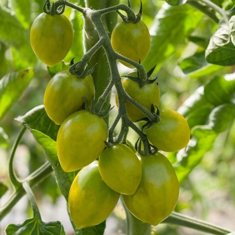 Green Envy Tomatensamen MHD 06/27