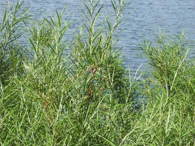 Rosmarinweide (Salix rosmarinifolia)