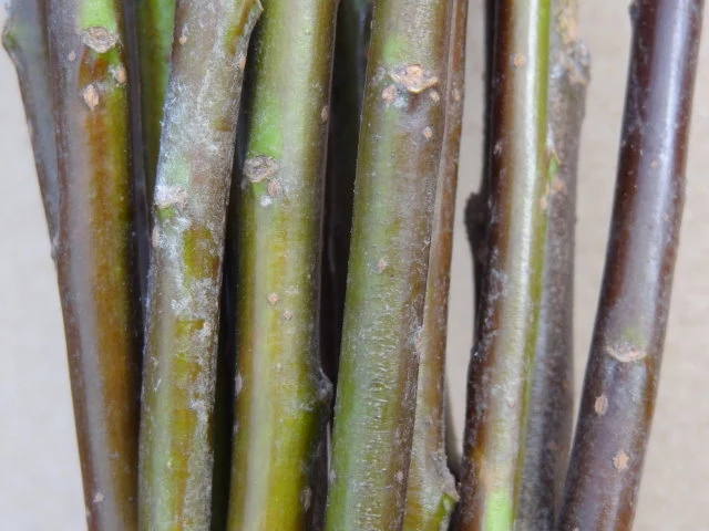 Rosmarinweide (Salix rosmarinifolia)