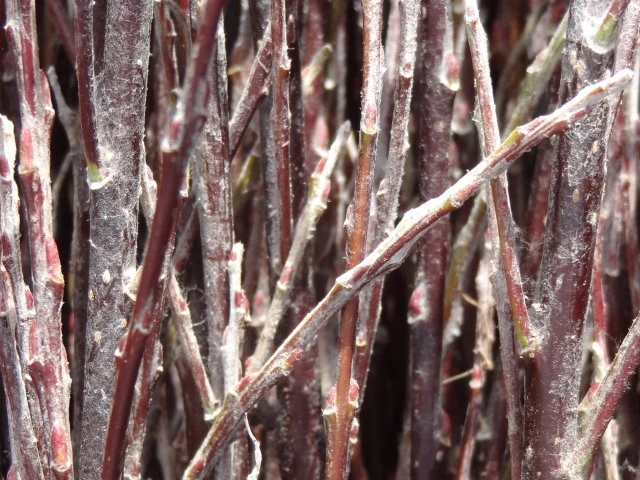 Rosmarinweide (Salix rosmarinifolia)