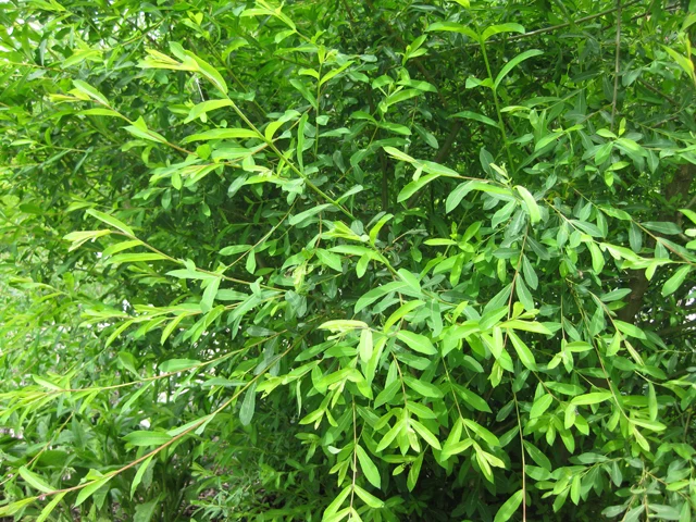 Purpur-Weide (Salix purpurea)